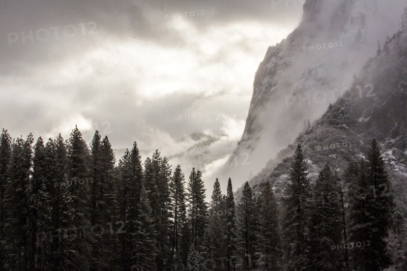 Forest and mountains in Yosemite National Park