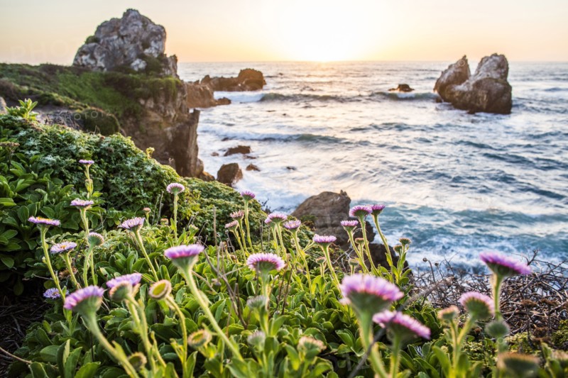 Flowers on rocks near ocean