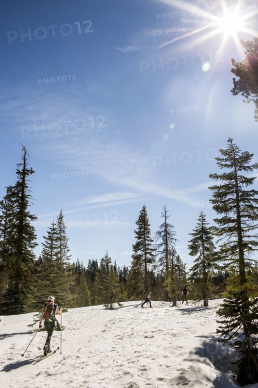 Cross-country skier in snowy forest