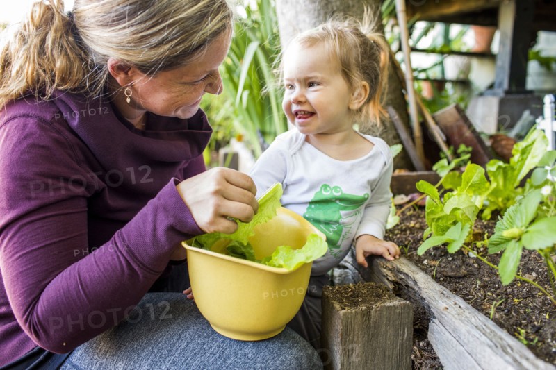 Caucasian mother and daughter picking lettuce from garden