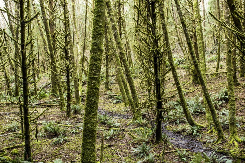 Green moss on forest trees
