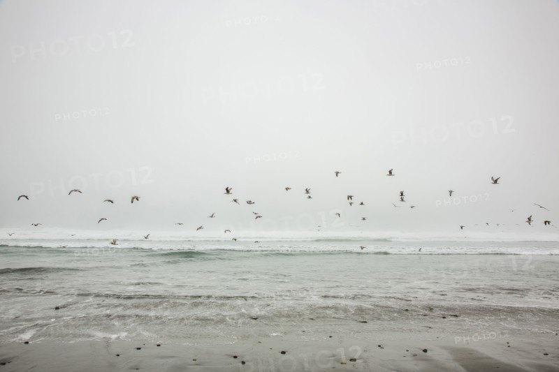 Birds flying on ocean beach