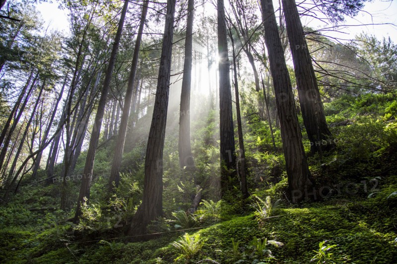 Sunbeams on forest trees