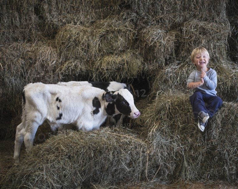 Caucasian boy laughing on haystacks near cows