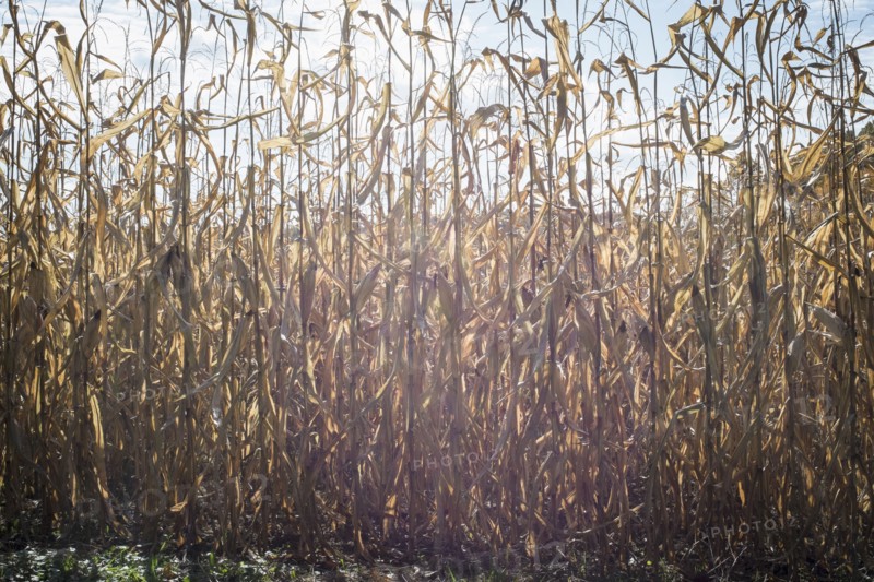 Corn crops growing in farm field