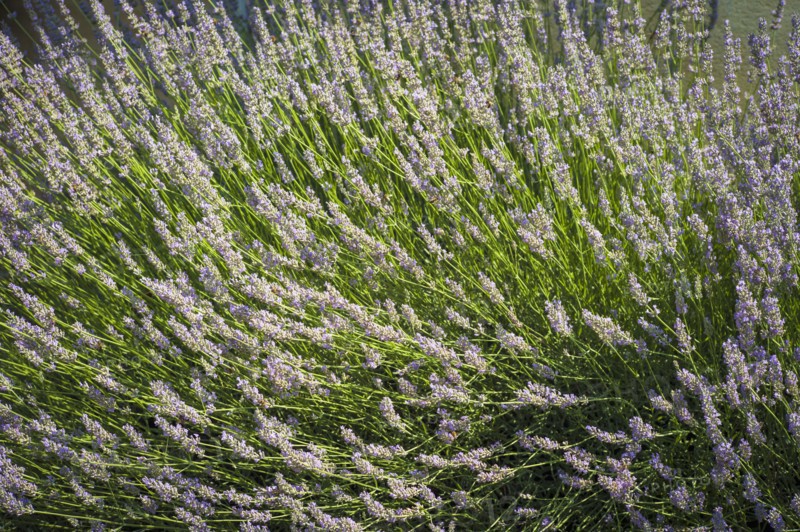 Close up of flowers blooming on bush