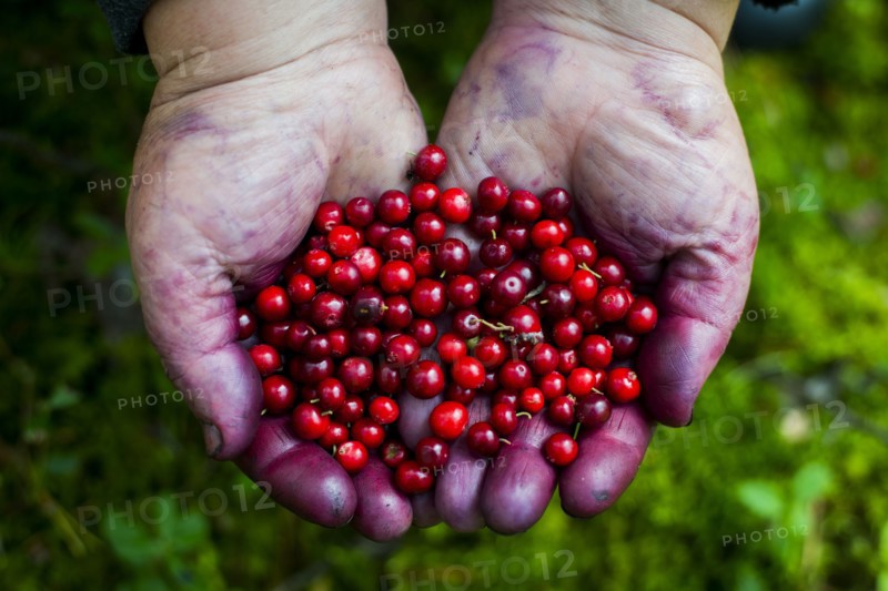 Close up of stained hands holding red berries