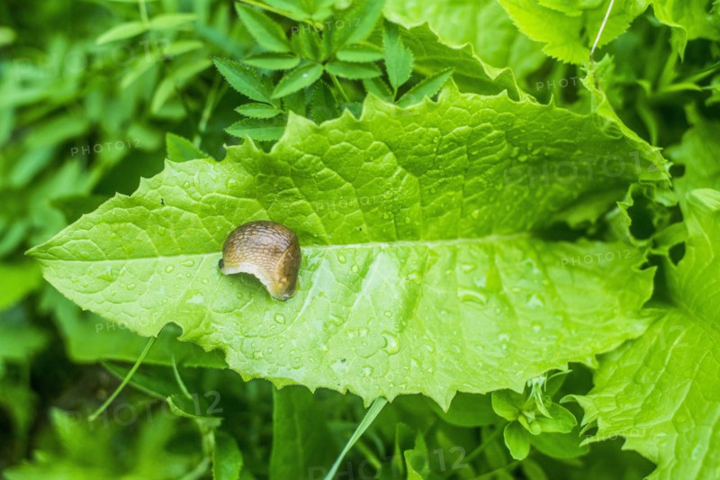 Close up of slug on wet leaf