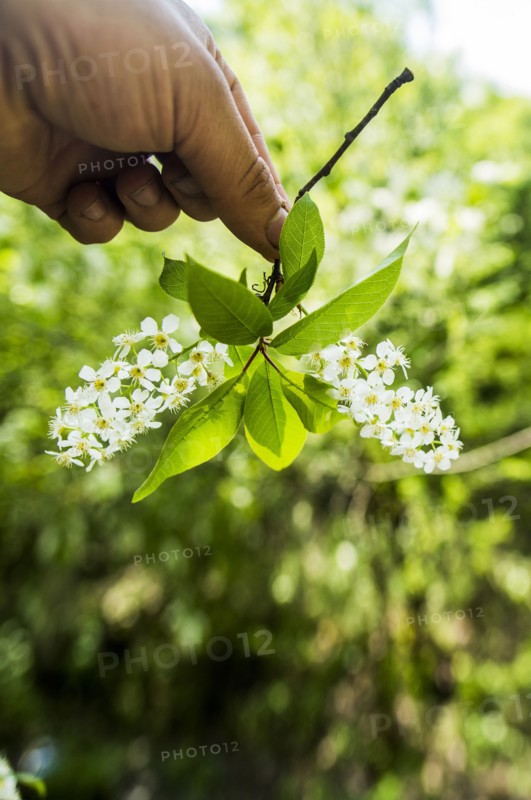 Close up of hand holding flowers
