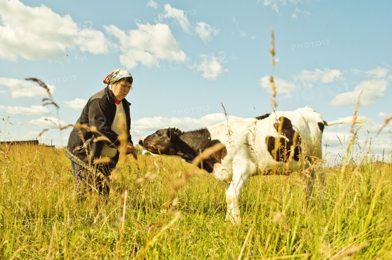 Caucasian farmer feeding cow in rural field
