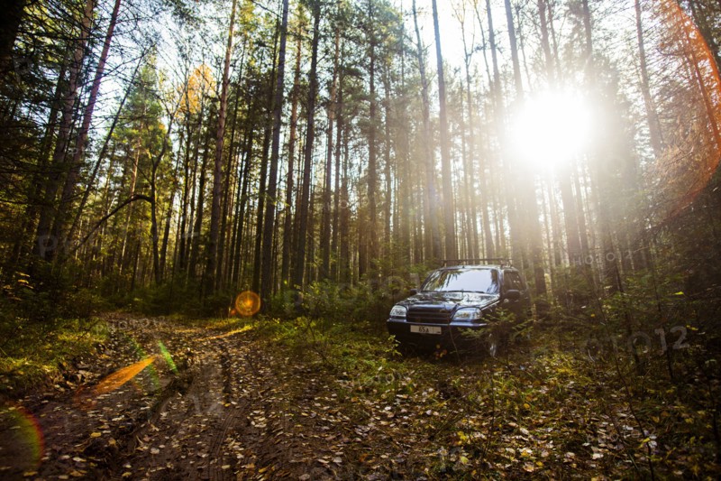 Sports utility vehicle in remote forest