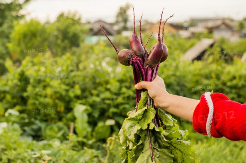 Caucasian farmer holding fresh beets in garden