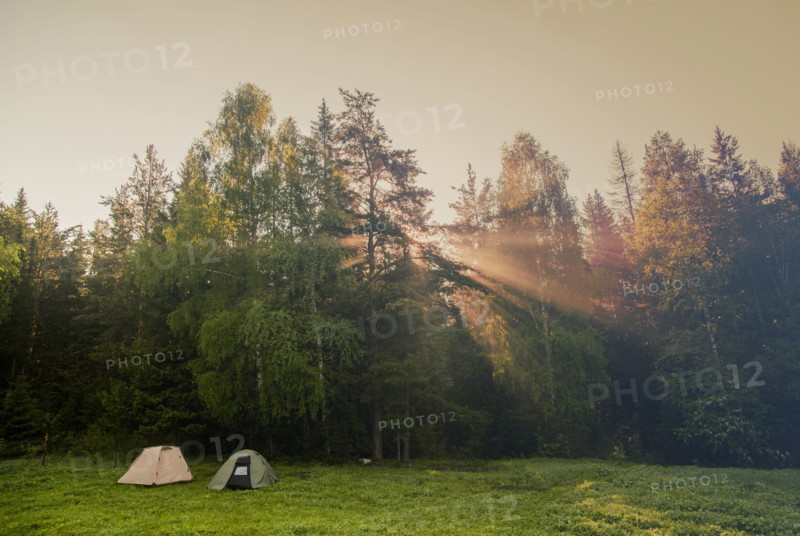 Sunbeams through trees in rural field