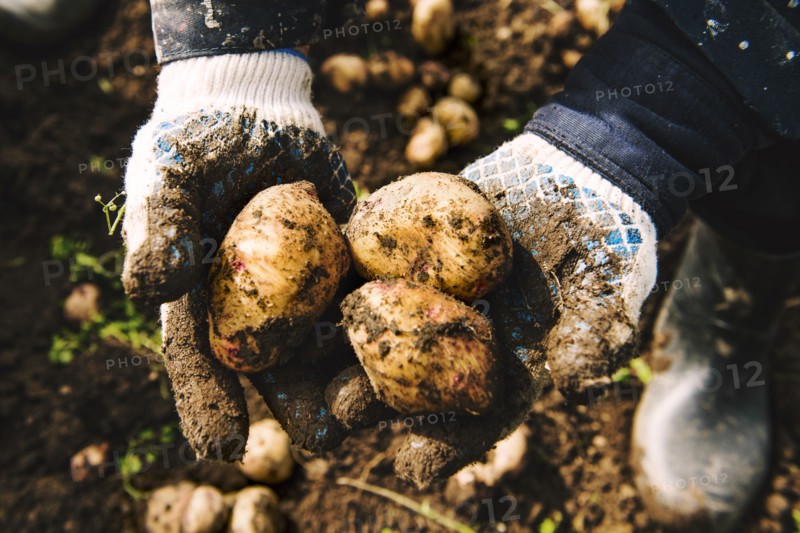 Gardener holding potatoes in dirt