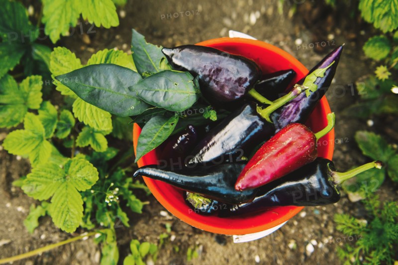 Bucket of peppers in vegetable garden