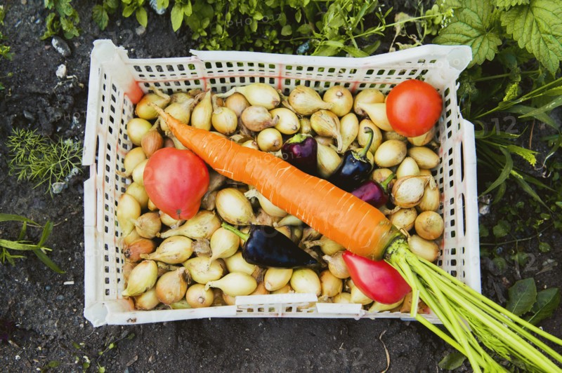 Bucket of vegetables in garden