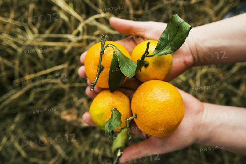 Gardener holding fruit in garden