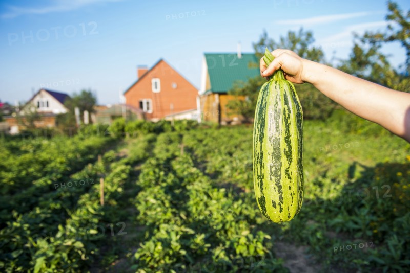 Gardener harvesting fruit in garden