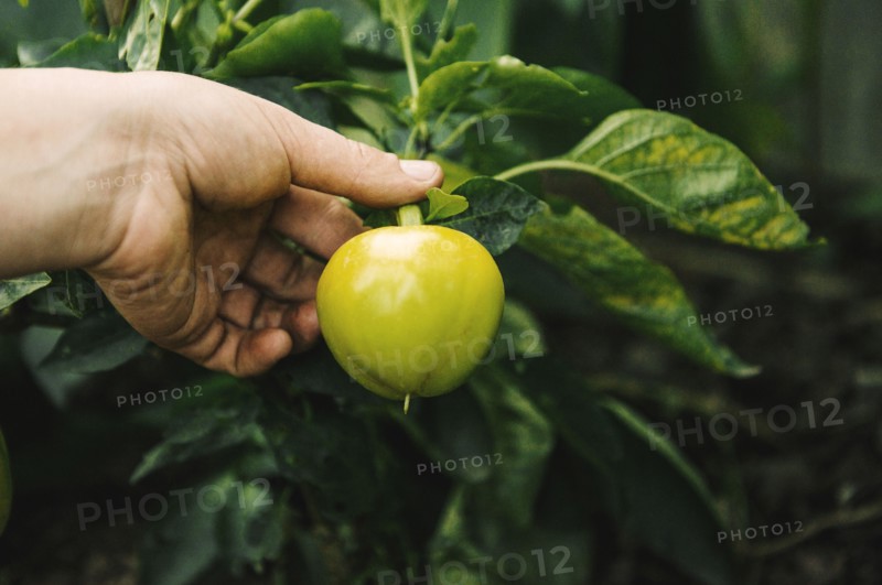 Gardener harvesting fruit in garden