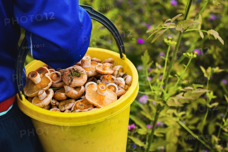 Gardener gathering mushrooms in bucket