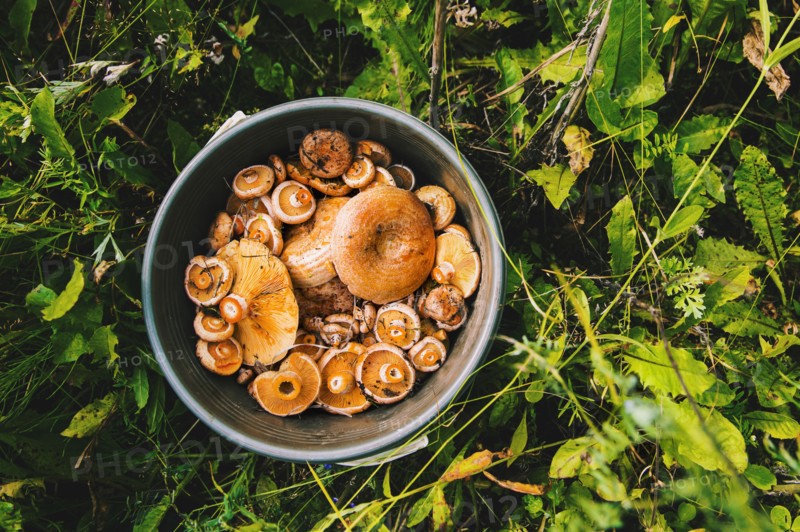 Bucket of mushrooms in grass