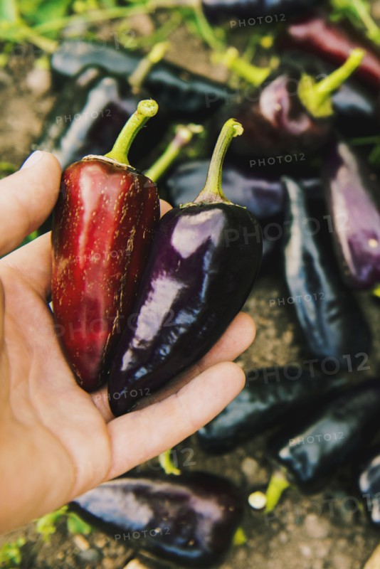 Gardener harvesting peppers in garden