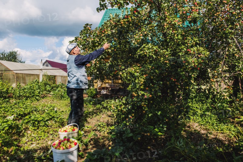 Caucasian farmer picking fruit in garden
