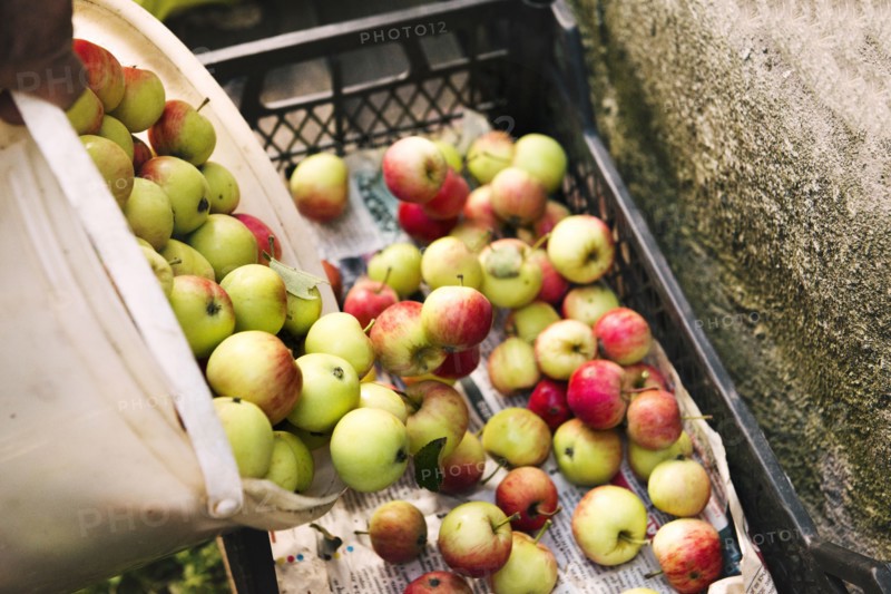 Apples gathered in crate