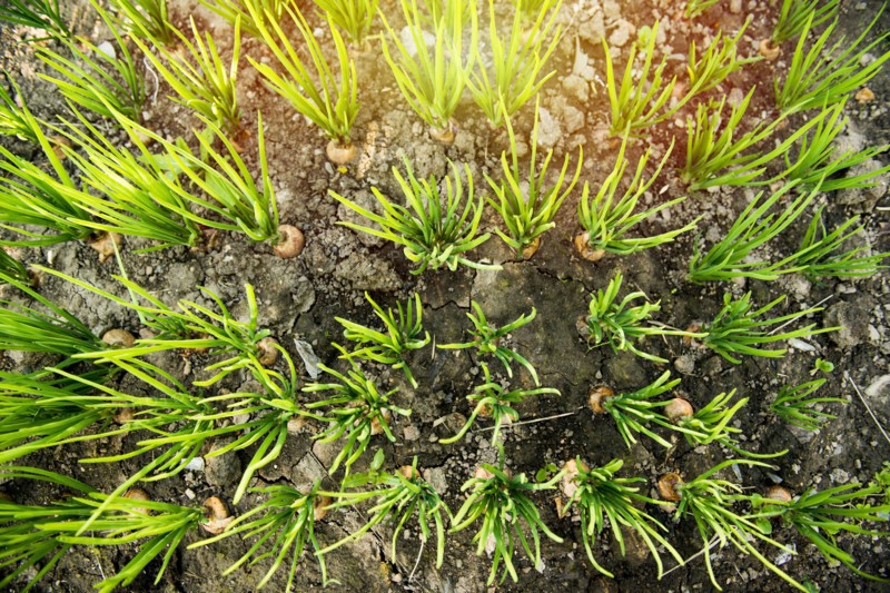 High angle view of sprouting plants in dirt