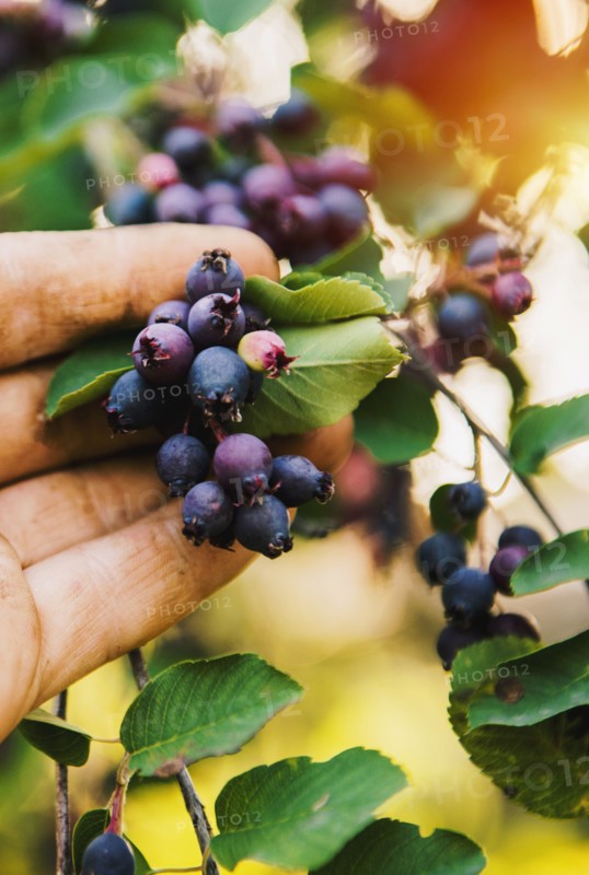 Low angle view of hand picking blueberries