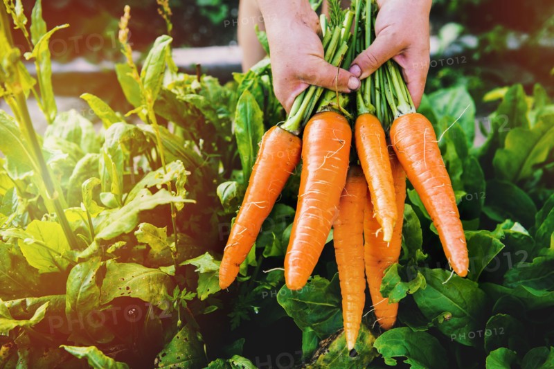 Hands holding carrots in garden