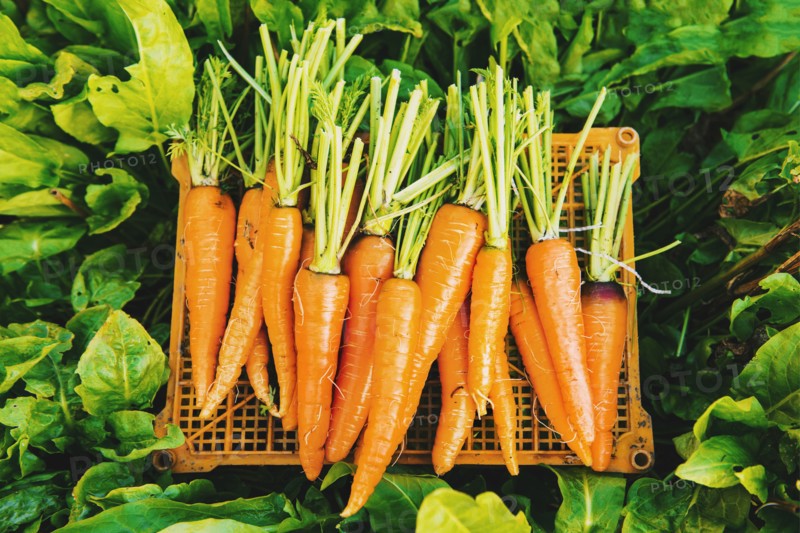 Crate of carrots in garden