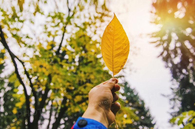 Low angle view of hand holding autumn leaf