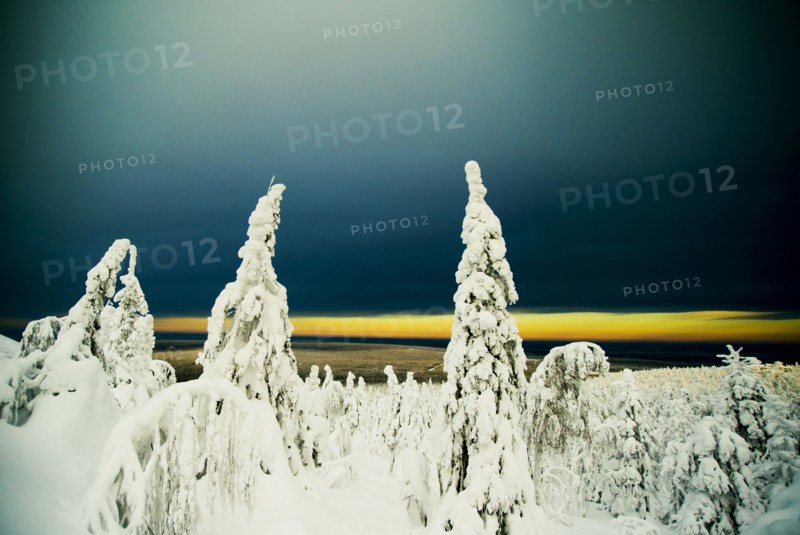 Snowy trees in remote forest