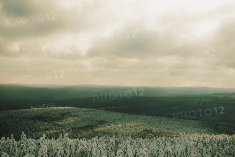Forests in remote landscape