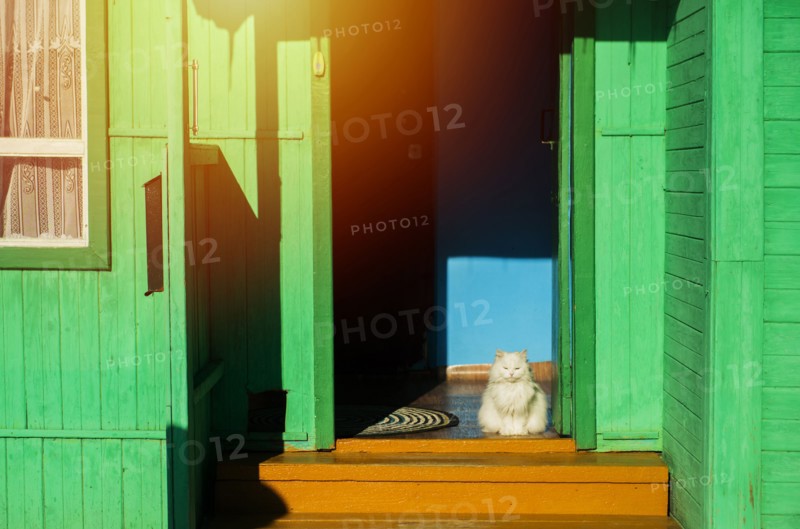 Cat sitting in sunny green doorway