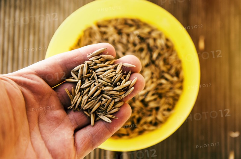 Hand holding grass seeds from bowl