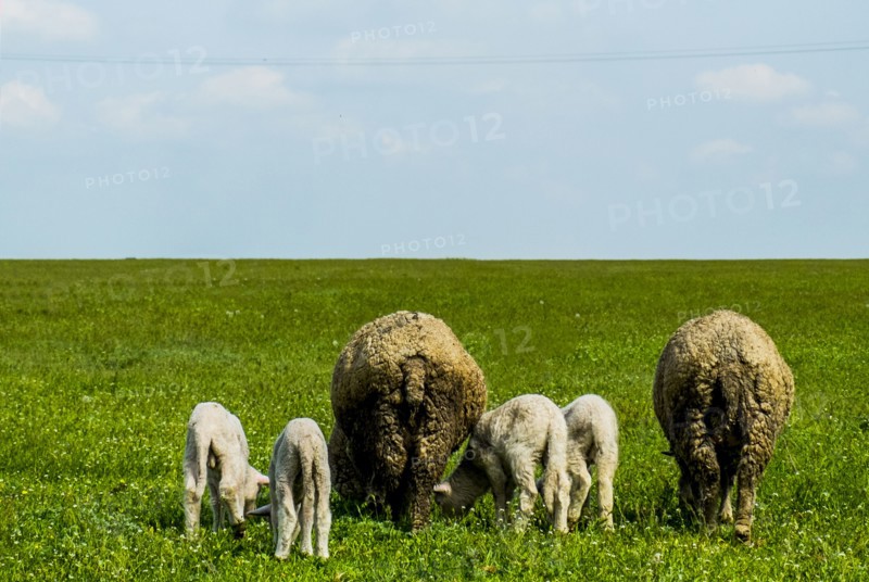 Rear view of sheep grazing in grass field