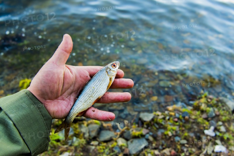 Hand holding small fish at river