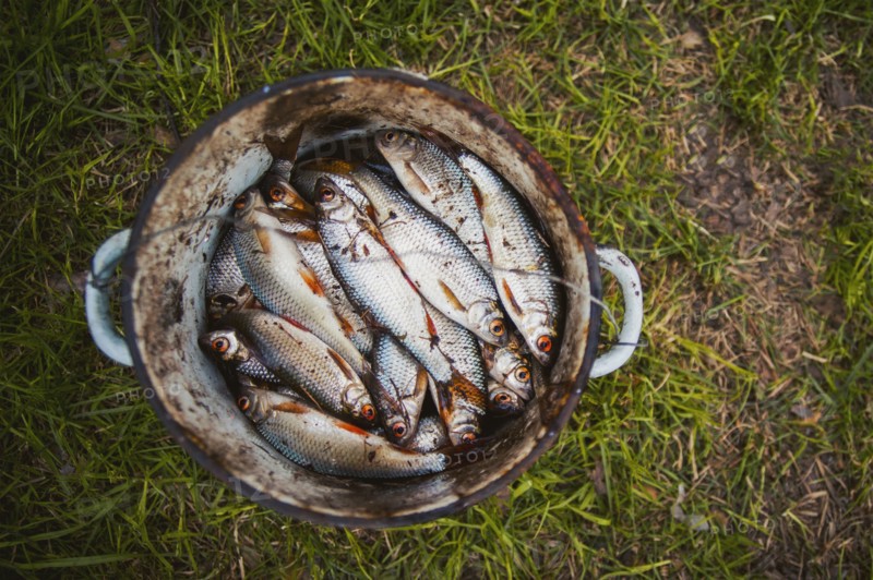 Bucket of fish on grass