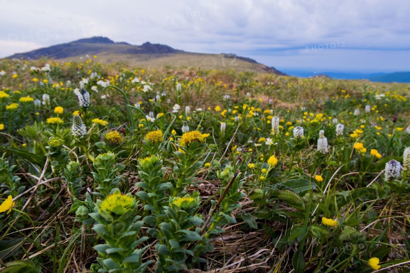 Flowers in mountain field