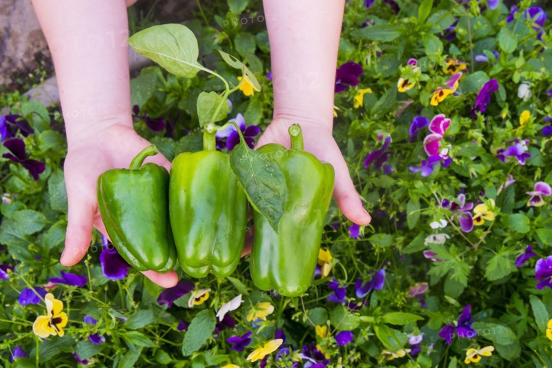 Close up of hands holding green peppers over flowers