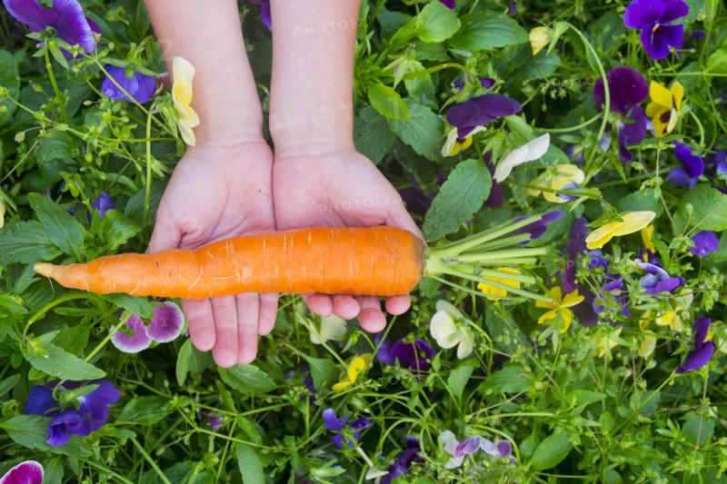 Close up of hands holding carrot over flowers
