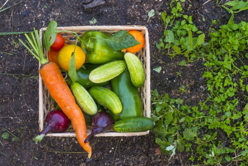 Close up of basket of fresh vegetables on garden soil
