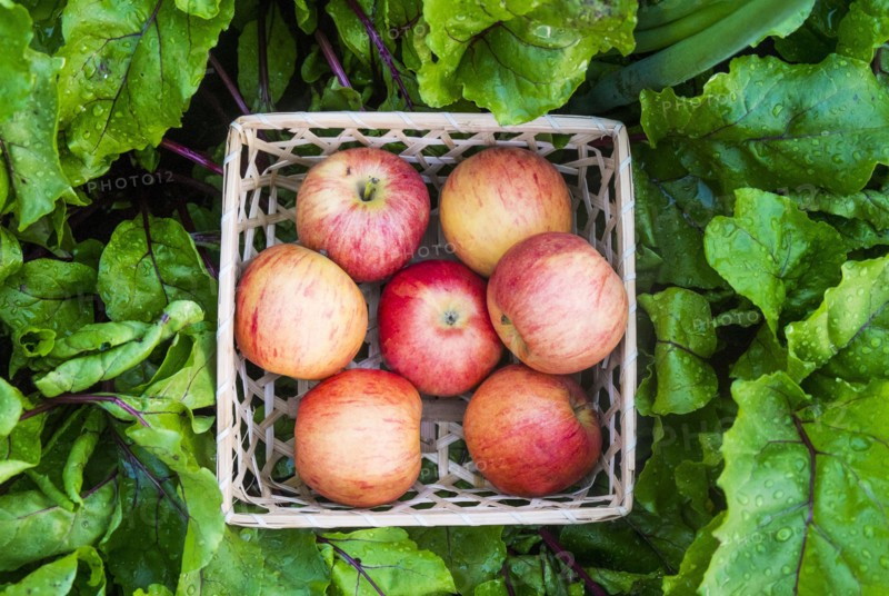 Close up of basket of red apples in wet leaves