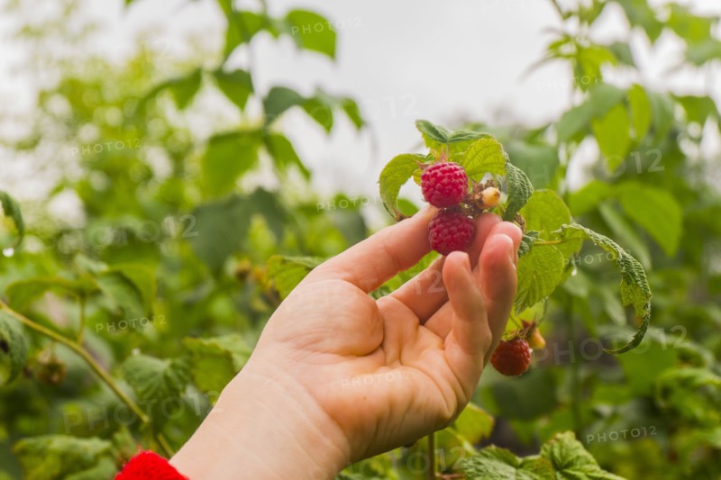 Hand holding ripe raspberry