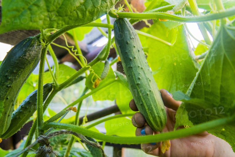 Hand holding fresh cucumber on vine