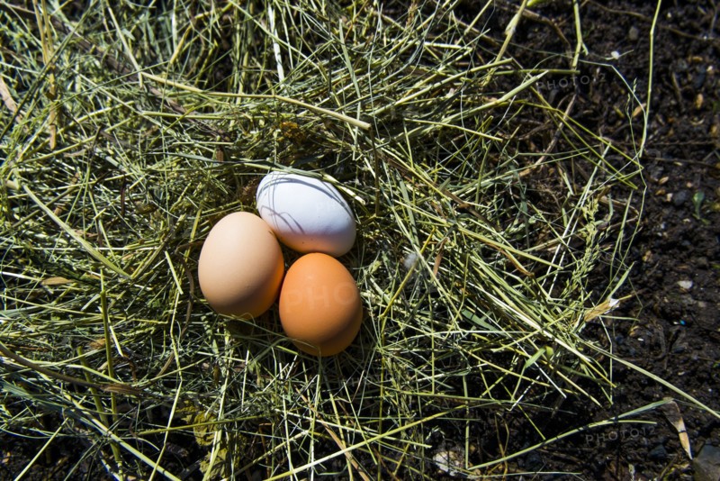 Fresh eggs on hay