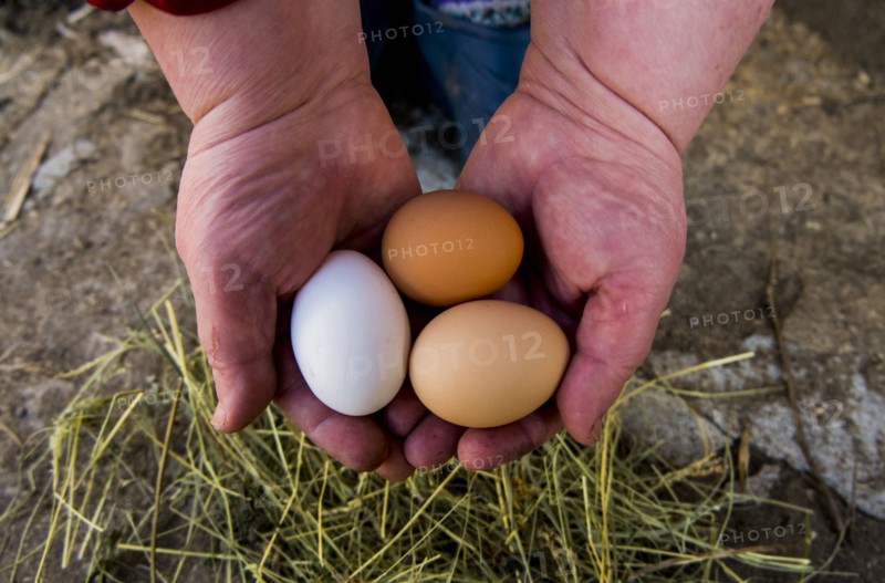 Hands holding fresh eggs
