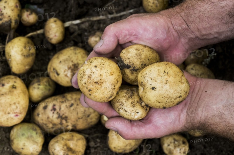 Hands of gardener holding potatoes